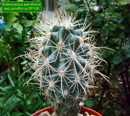 Sclerocactus _parviflorus ssp.parviflorus _RP108 _06